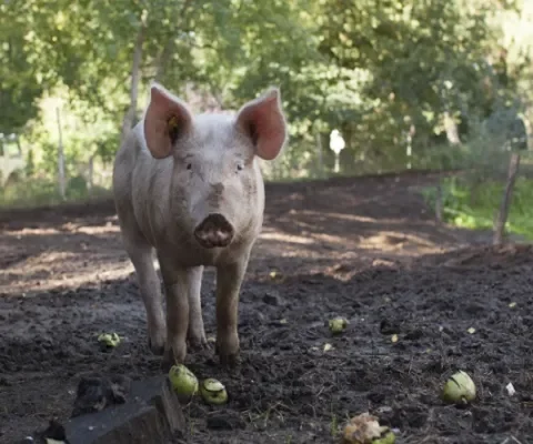 Minder vleesconsumptie en meer dierenwelzijn? Teken de petitie!
