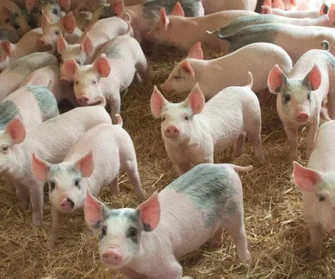De grootste successen voor de varkens in 2020