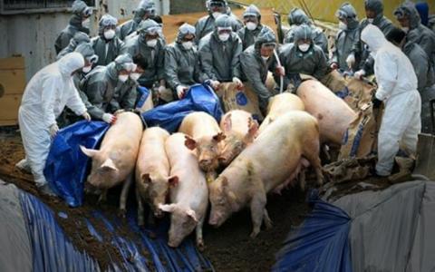 Stop de Chinese varkenshorror