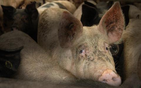 Miljoenen varkens illegaal in Nederland