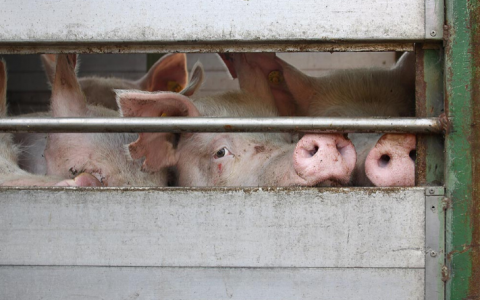 Europees Parlement wil strengere regels diertransporten, maar niet streng genoeg
