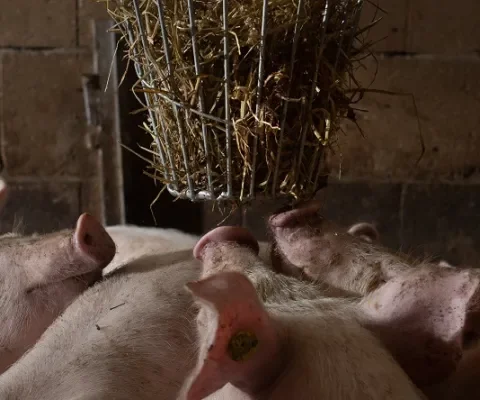 varkens met ruif