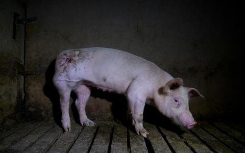 Fotografieproject tegen vleesindustrie toont schokkend dierenleed in Spaanse varkensstallen