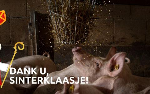 Sinterklaasactie groot succes: nu al meer dan 2.900 ruiven met stro voor de varkens!