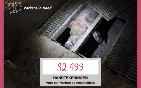 32.499 handtekeningen tegen mestkelders in de vee-industrie!