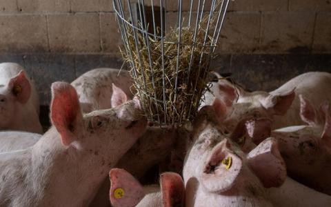 Meer dan 2.900 ruiven met stro voor varkens in vee-industrie