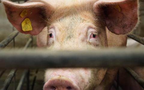 Minister Schouten: Inspecties op giftige lucht in varkensstallen schieten tekort