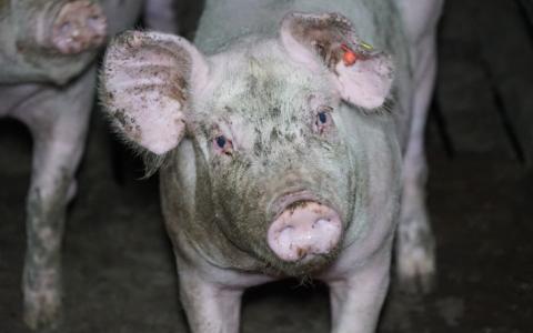 Varkens hebben geïrriteerde ogen: het gevolg van giftige stallucht