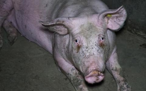 Giftige stallucht geeft varkens longontsteking