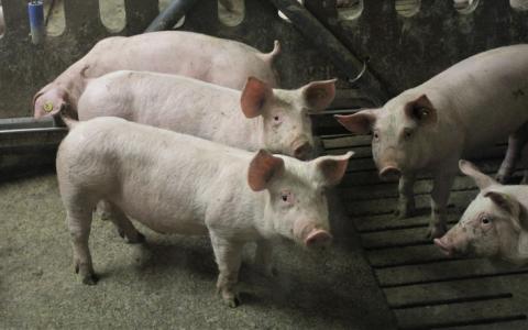 Animo varkensboeren voor uitkoopregeling daalt