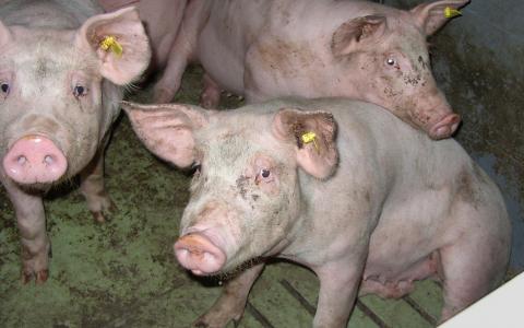 Worden illegale stallen van varkensbaron Straathof alsnog gelegaliseerd?