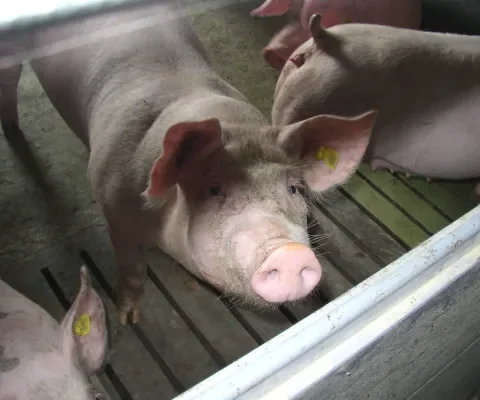 Varkens in Nood blijft strijden tegen herbouw Knorhof