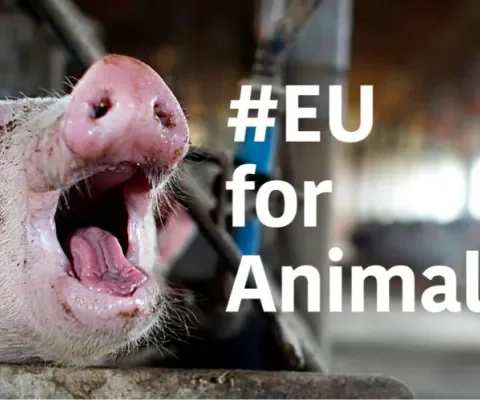Geef dieren een luidere stem in Europa!