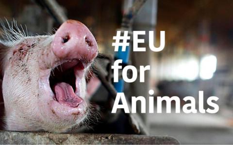 Geef dieren een luidere stem in Europa!