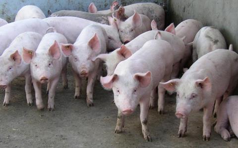 Strengere wet moet varkens in de vleesindustrie beter beschermen