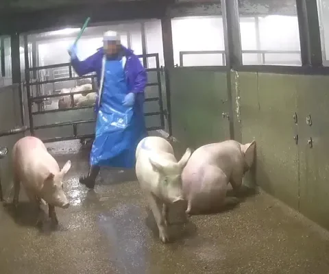 Slachthuis Gosschalk gestraft voor dierenmishandeling