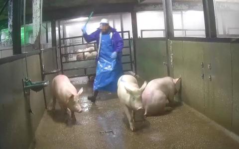 Slachthuis Gosschalk wil weer meer dieren slachten