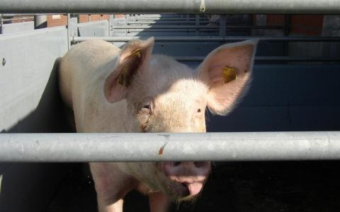 Albert Heijn verwijdert reclame over ‘scharrel’varkensvlees na klacht