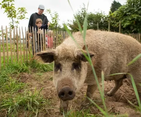 Bezoekers genieten van Weekend van het Varken