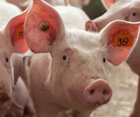 varkens gangbare varkenshouderij