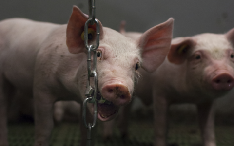 Onderzoek NVWA wijst uit: nog steeds teveel kale varkenshokken