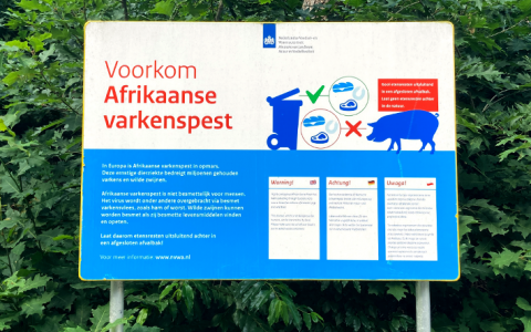 Uitbraak Afrikaanse varkenspest vlak over de Nederlandse grens