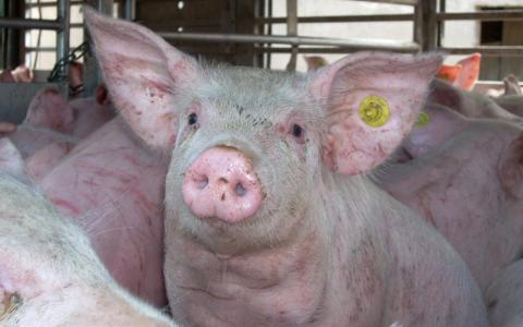 Kamervragen over verre varkenstransporten