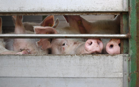 Forse toename verre varkenstransporten ondanks wensen kabinet