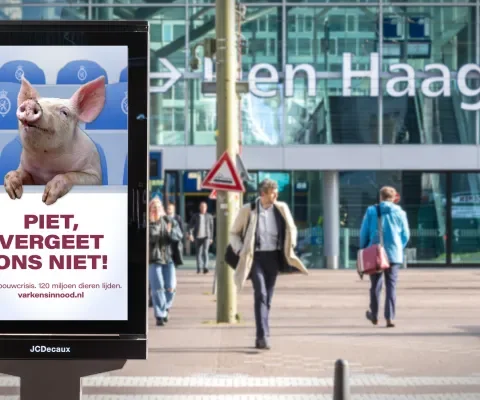 Dierenbeschermingsorganisaties: zet dierenbelangen centraal bij hervorming landbouw