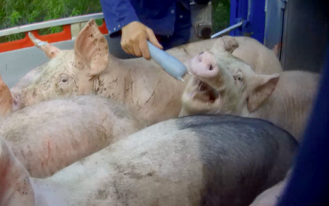 Schokkende undercoverbeelden: varkens mishandeld met stroomstoten