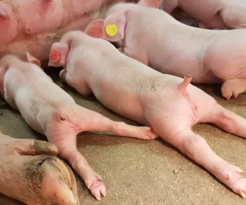 Slechts 1% van alle Nederlandse varkens heeft een krulstaart