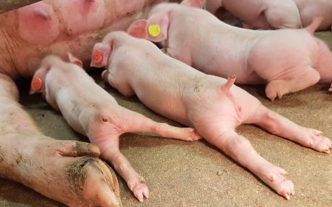 Slechts 1% van alle Nederlandse varkens heeft een krulstaart