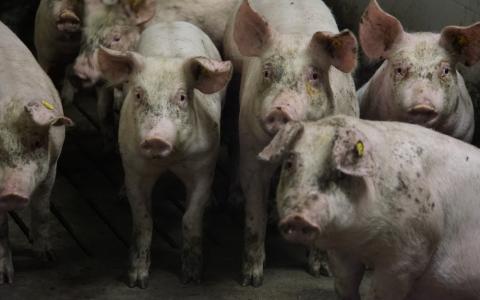 Waarom bijten varkens in elkaars staart?