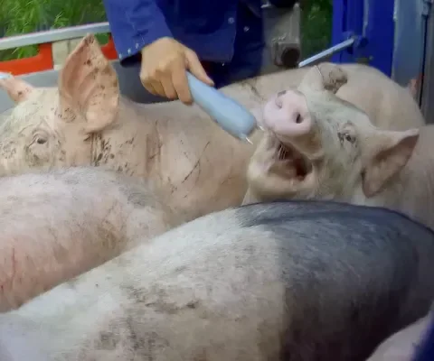 Einde aan mishandeling van varkens met stroomstoten
