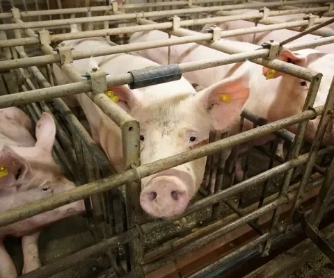 NVWA moet optreden tegen verveling van moedervarkens