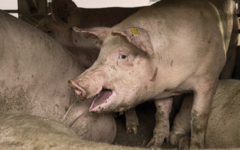 Stop oververhitte varkenstransporten