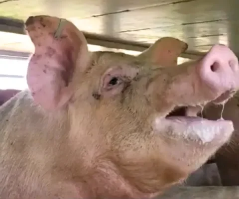Hijgend varken in hete vrachtwagen