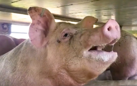 Oververhitte varkens bezwijken in bloedhete vrachtwagen