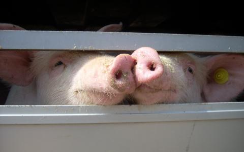 Opnieuw toename verre varkenstransporten 
