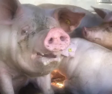 Wanneer worden dieren beschermd tegen bloedhete transporten?