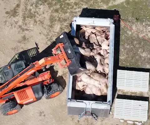 Schokkende beelden: Italië doodt duizenden varkens na uitbraak varkenspest