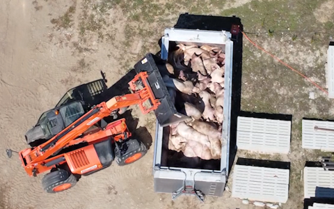 Schokkende beelden: Italië doodt duizenden varkens na uitbraak varkenspest 