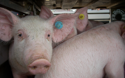 Strengere regels voor oververhitte varkenstransporten