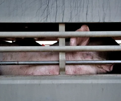 Europa: geld belangrijker dan welzijn van dieren op transport