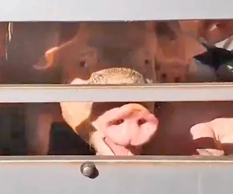 Oververhitting tijdens transport