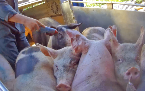 Veetransporteurs bestraft voor mishandelen varkens met stroomstoten