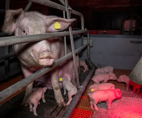 Moedervarkens mogen geen nest bouwen