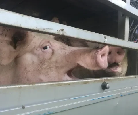 Oververhitte varkens op transport