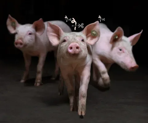 Bij 99% van de biggen wordt de krulstaart afgebrand.