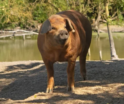 Duroc